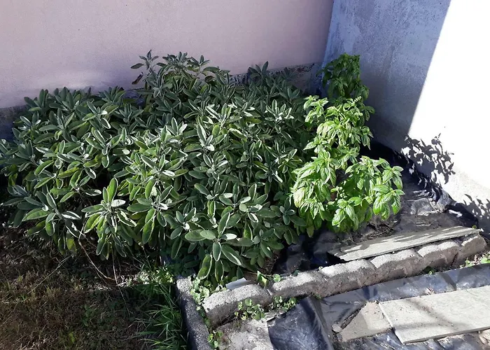 Dom wakacyjny Casa Di Ica *